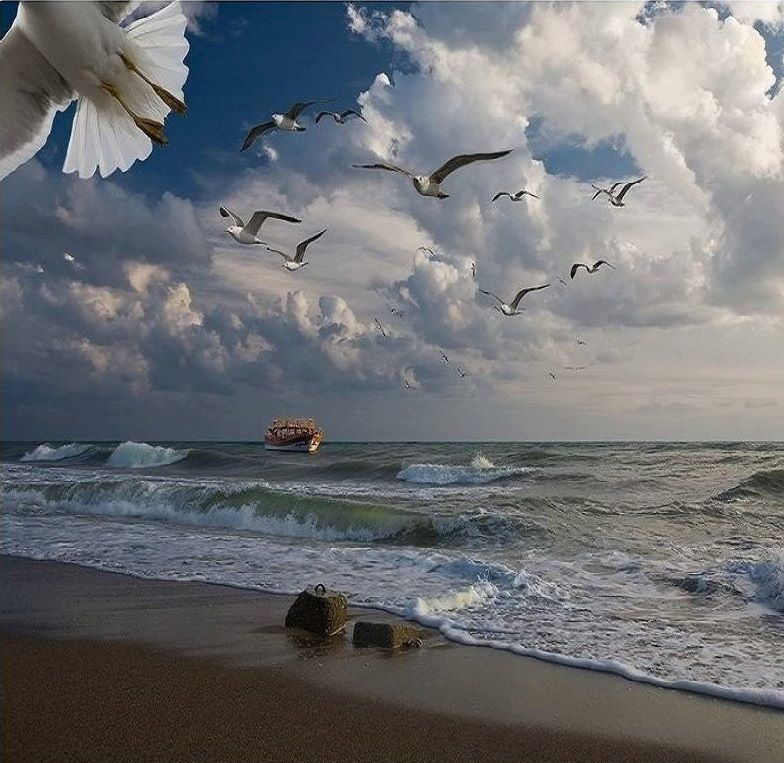 Птицы над морем. Море, Чайки. Красивая птица над морем. Чайки на берегу моря.