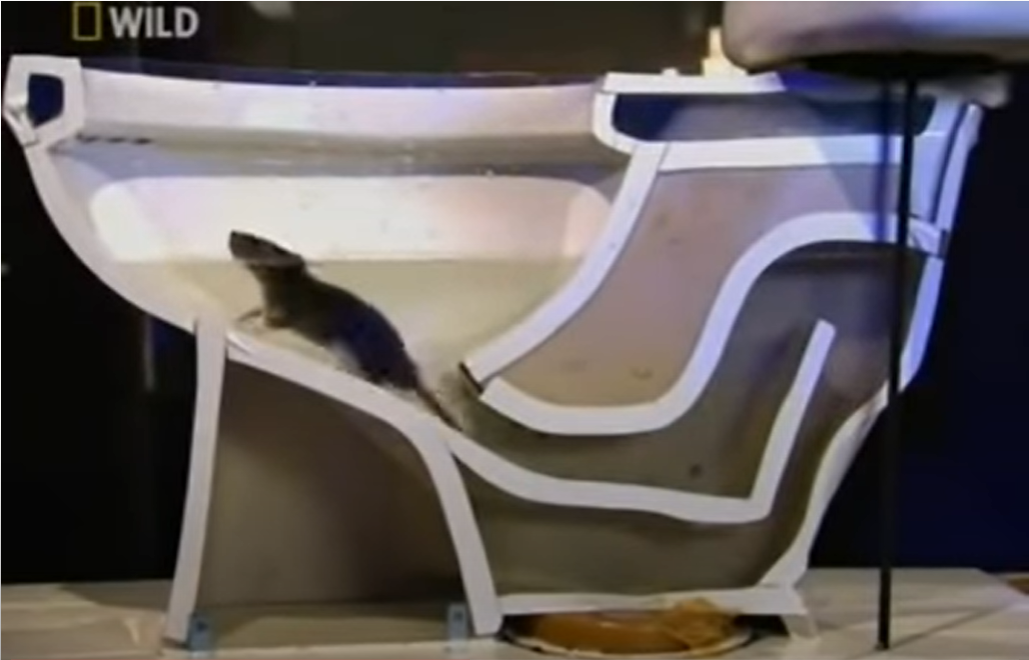 Скриншот из видео, которое поясняет, как крысы попадают в унитаз