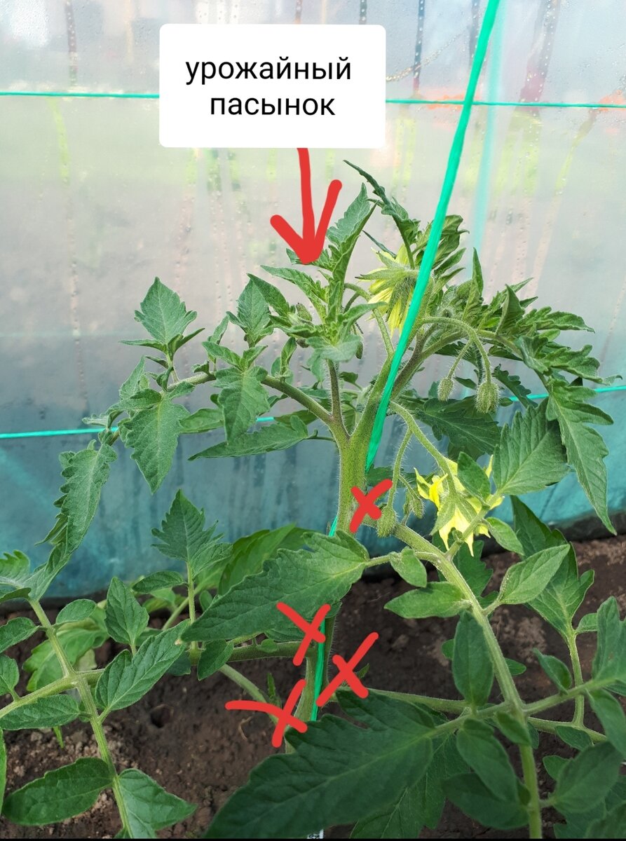 Как правильно пасынковать помидоры в теплице. Пасынкование томатов. Пасынкование помидор. Помидор пасынкование помидор. Помидор Пуговка пасынковать.