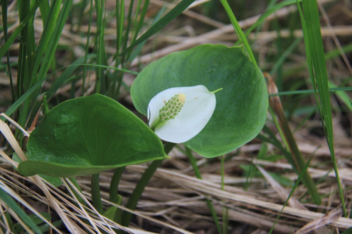 Макетные цветы Бархатцы болотные Marsh Marigold Ammo Mig - Сборные масштабные модели BOX24