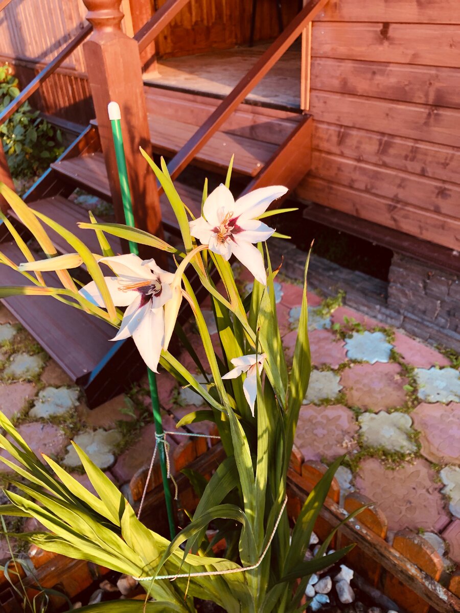 Acidanthera bicolor дома на подоконнике