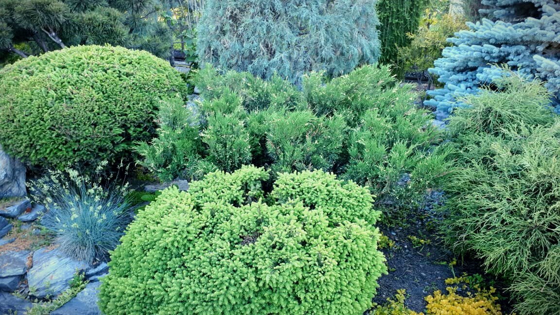 Можжевельник казацкий «Вариегата» в компании с елью Нидиформис и Литтл Джем. 