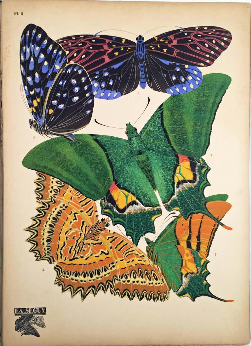 Эмиль-Алан Сеги "Бабочки", 1928. The Biodiversity Heritage Library, официальный сайт - www.bibliotheques-specialisees.paris.fr 