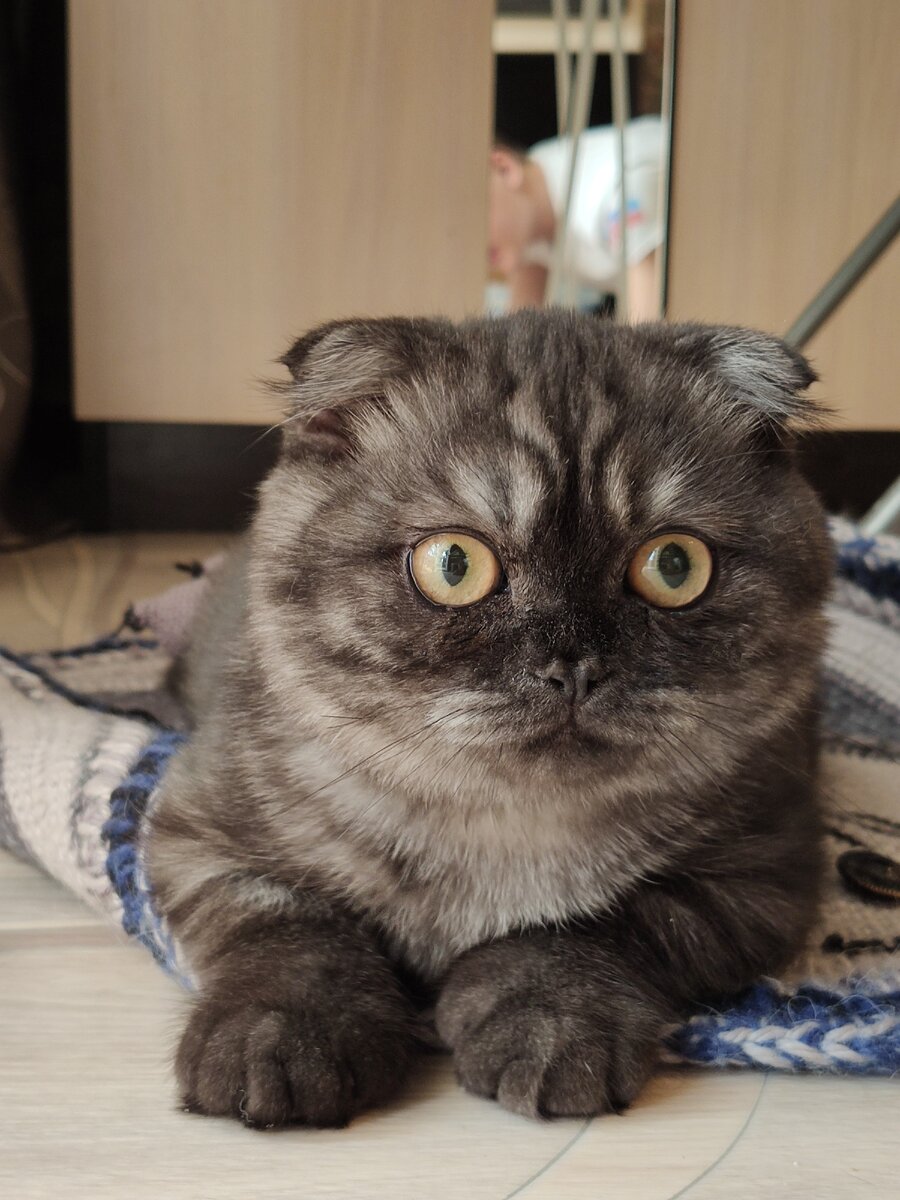 Котофей