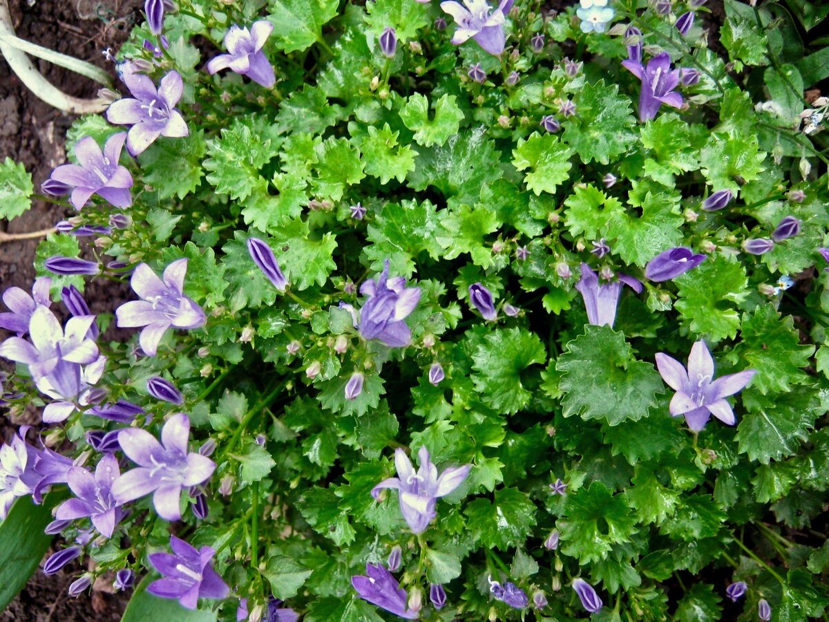 Колокольчик Портеншлага (Campanula portenschlagiana)