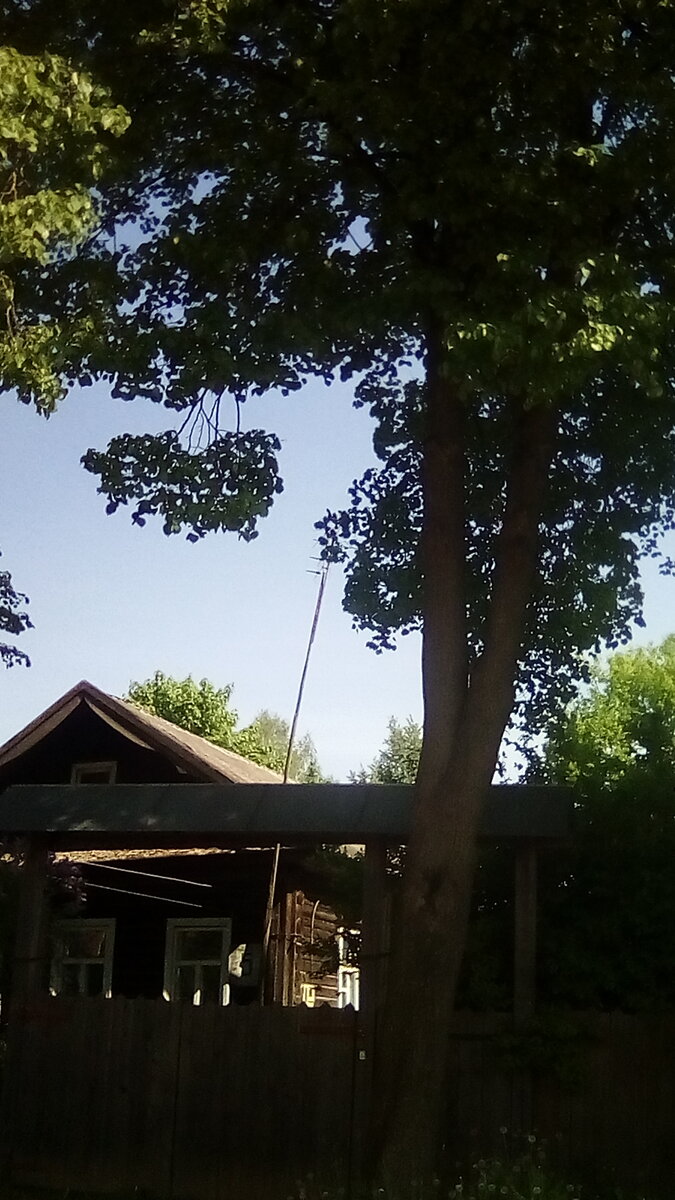 Тенистый дворик под липами