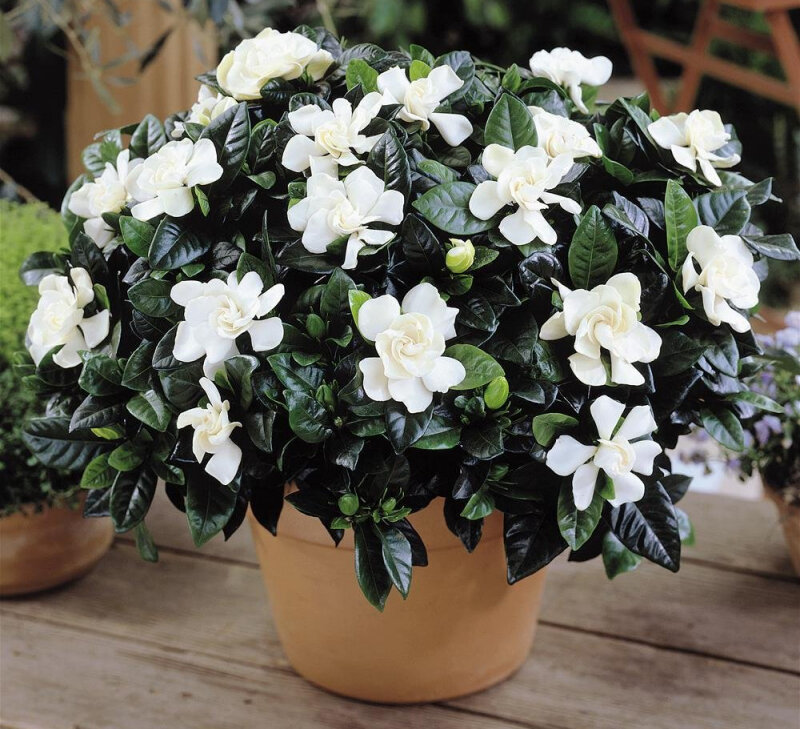 Взято из открытых источников