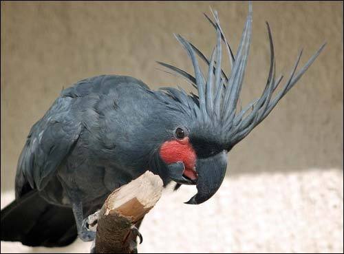 internationalwealth.info