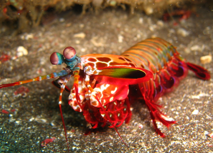 Рак-богомол (лат. Odontodactylus scyllarus)