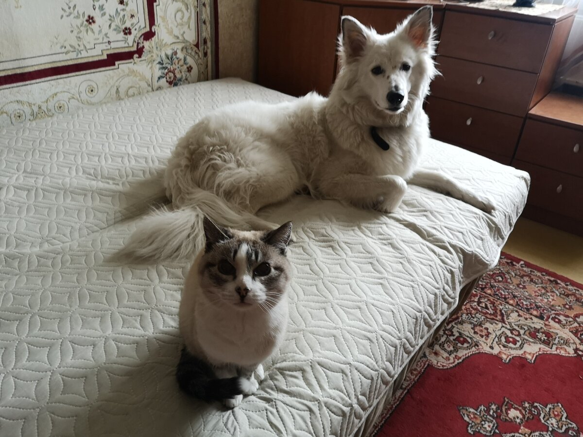 Иногда с кошкой удается договориться