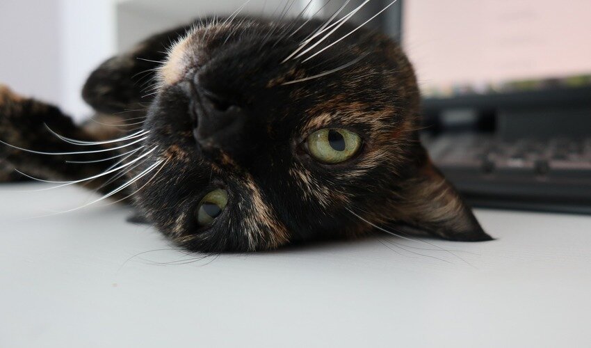 Фото: pixabay.com