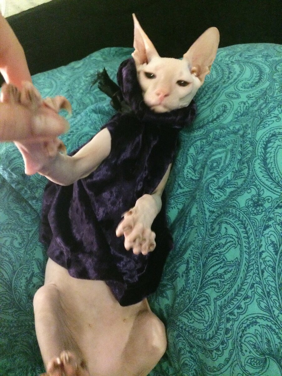 Скрепим договор лапкопожатием