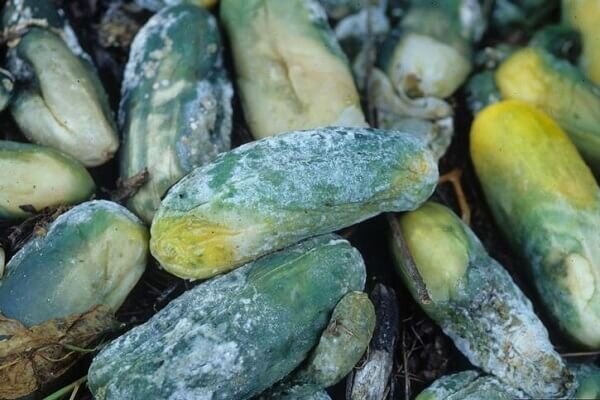 Источник openfile.ru 