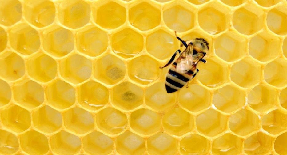 Пчелиное маточное молочко: польза и вред | Начни с тренировки | Дзен
