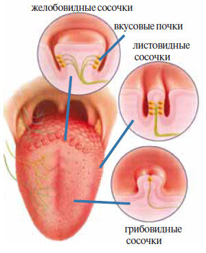 Виды сосочков на языке – у каждого есть вкусовая почка, где собраны рецепторы ответственные за определенные вкусы. Источник изображения: журнал «Химия и жизнь» №10, 2010.