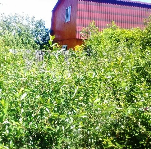 в этом году заросли того же места