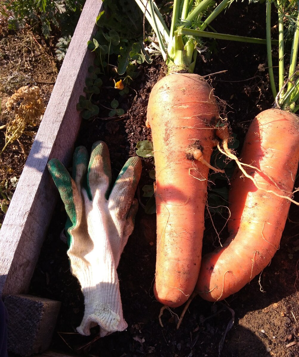 Урожай моркови