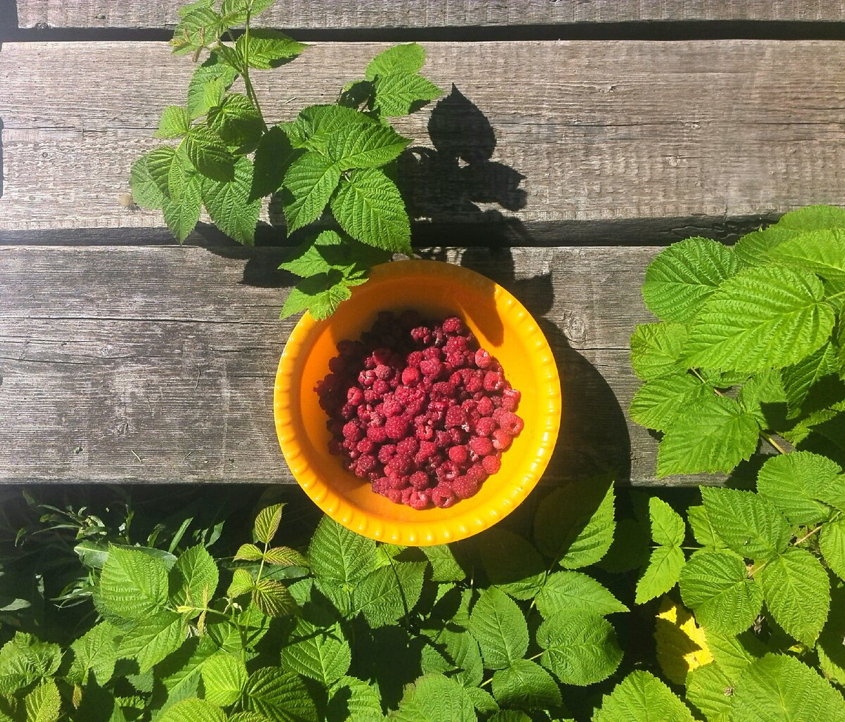 Малинка из нашего сада