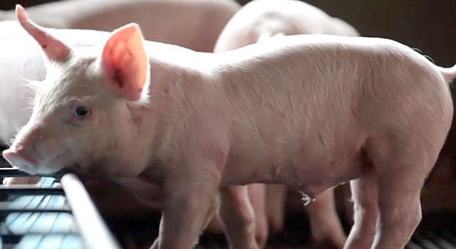 Если свинья не ест и перестает расти, забеспокоится любой животновод. Причиной отсутствия аппетита у животных может быть что угодно – от болезни до плохой погоды.