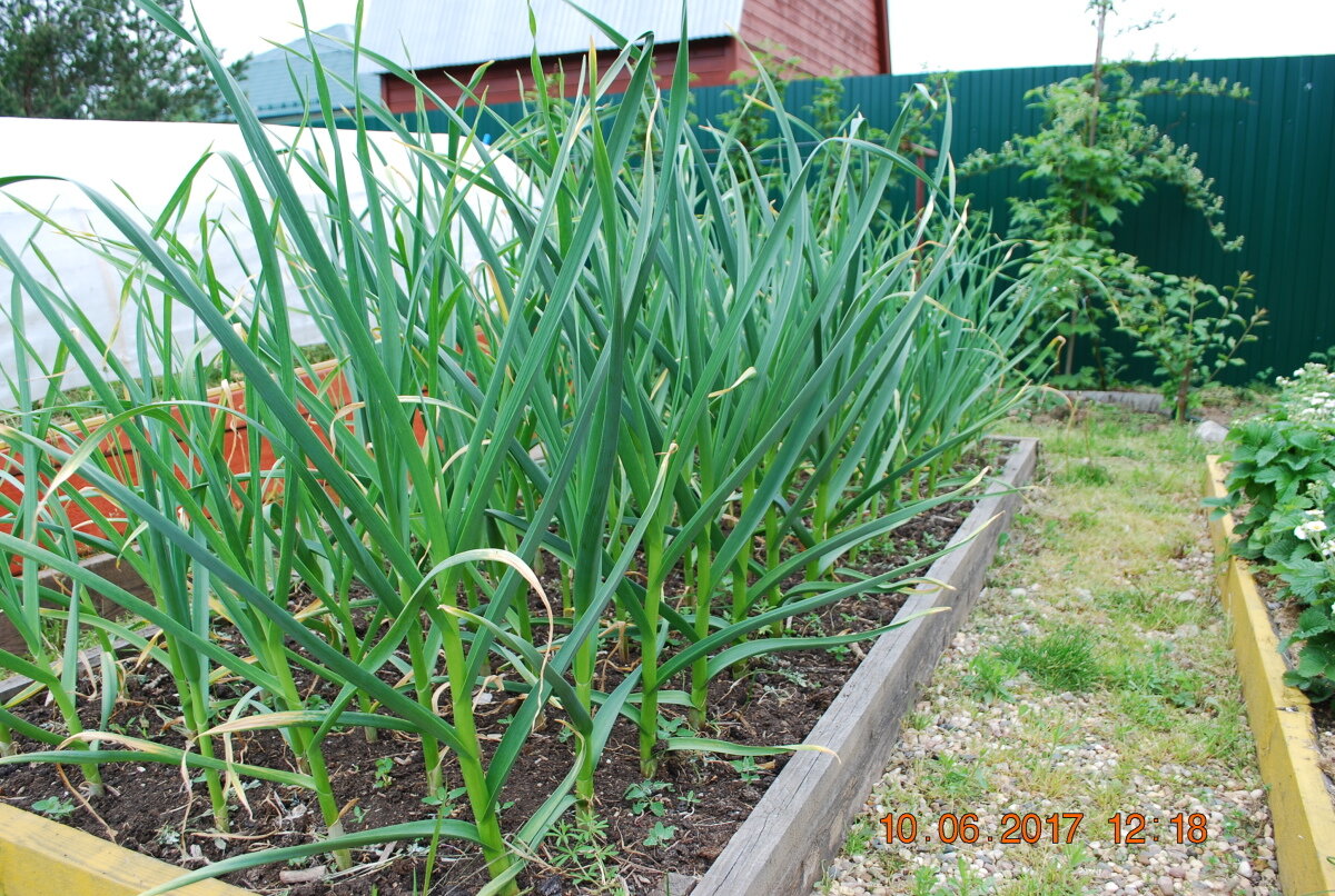 грядка с озимым чеснока