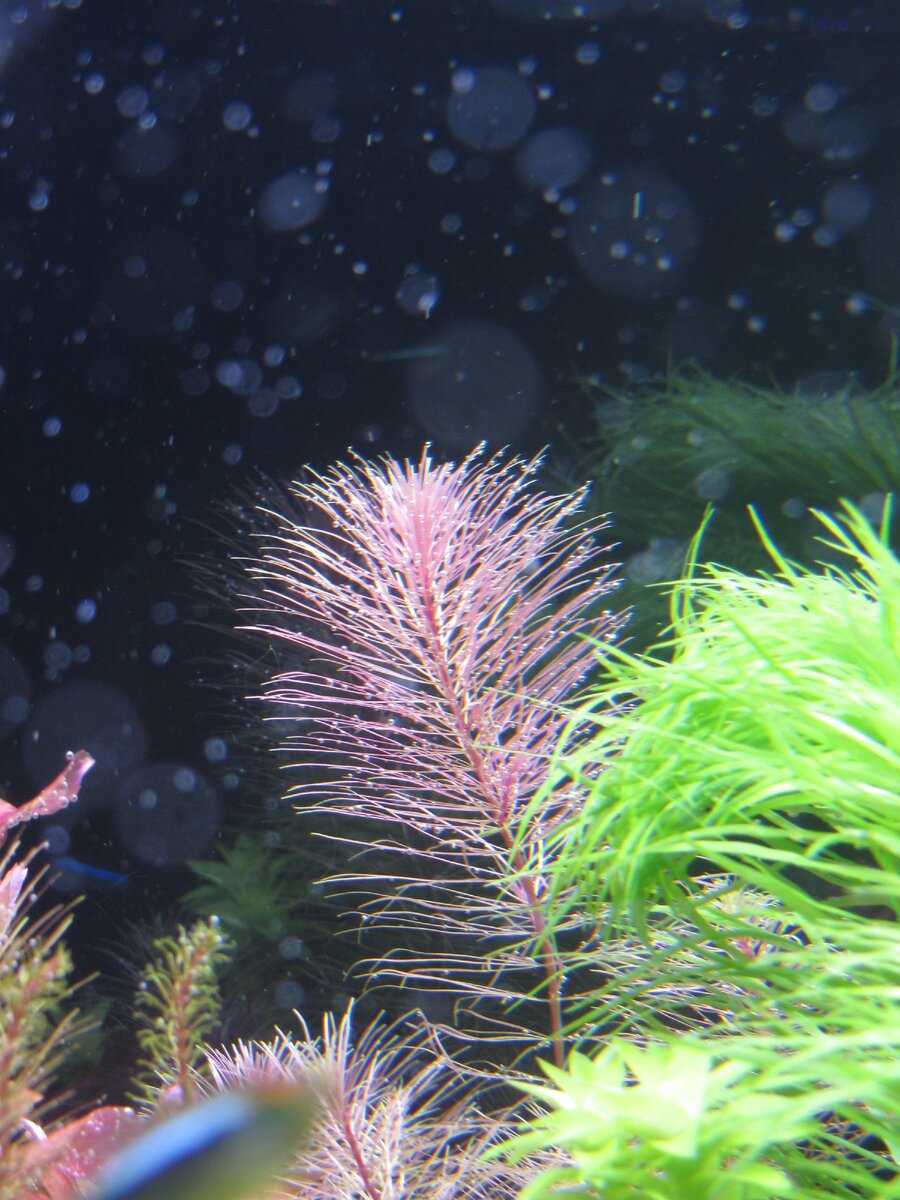  Ротала Валлиха