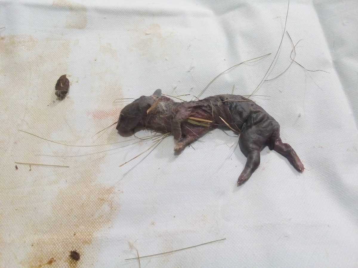 Он кажется маленьким, но длинна этого "малыша" - 15 см. В 2 раза больше, чем обычно.