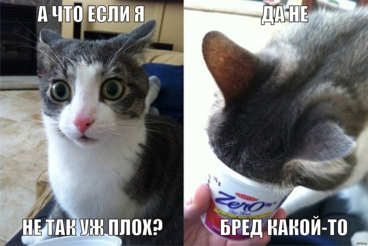 Бедные котики, столько критики, сколько на них обрушивается, не всякий человек со здоровой психикой выдержит