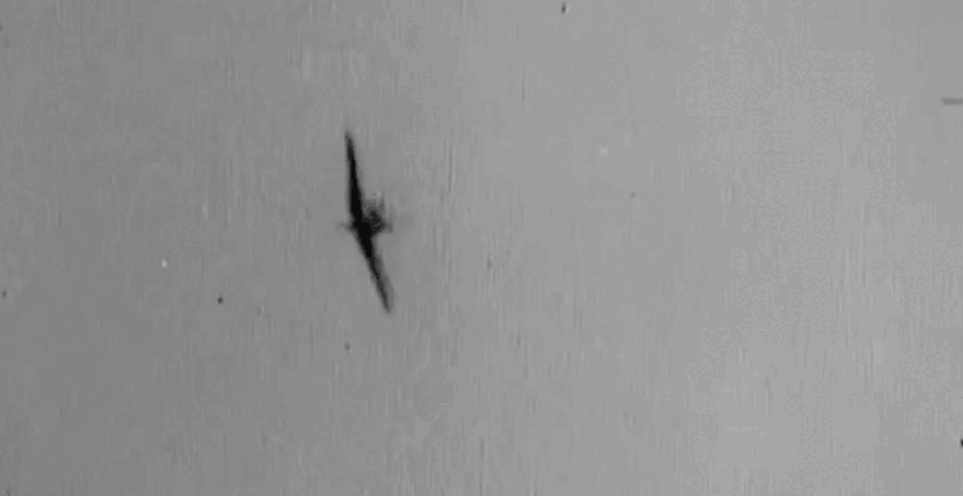 Окрыленный успехом, второй 109-ый оставил без внимания уцелевший спитфайр, который неожиданно пикирует и сбивает его ведущего.