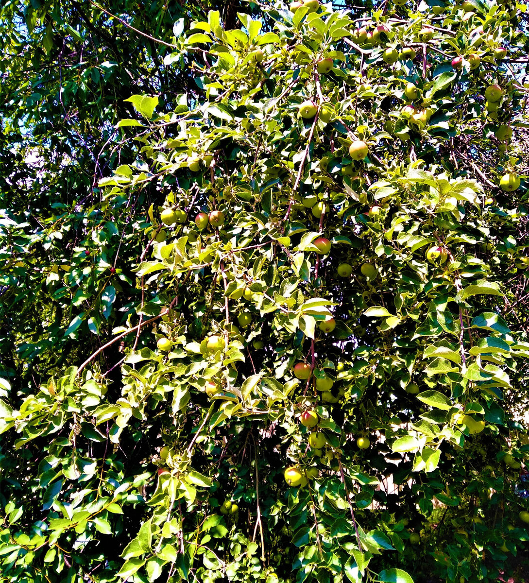  На нашем участке растет старый сад, яблок предостаточно, но всегда хочется каких - то эксклюзивных особенно вкусных сортов. Фото автора.