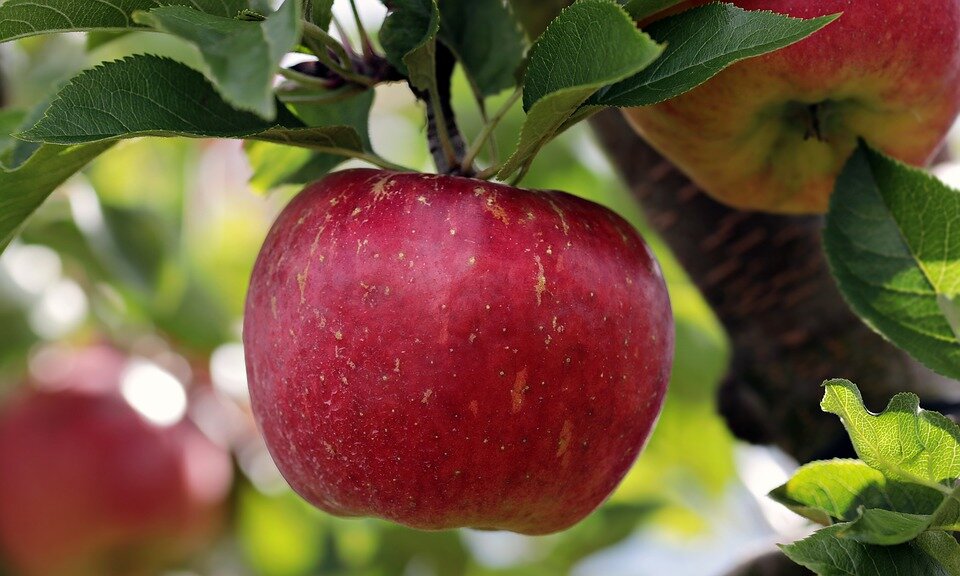 Корнесобственные яблони: выращивание из отводка.