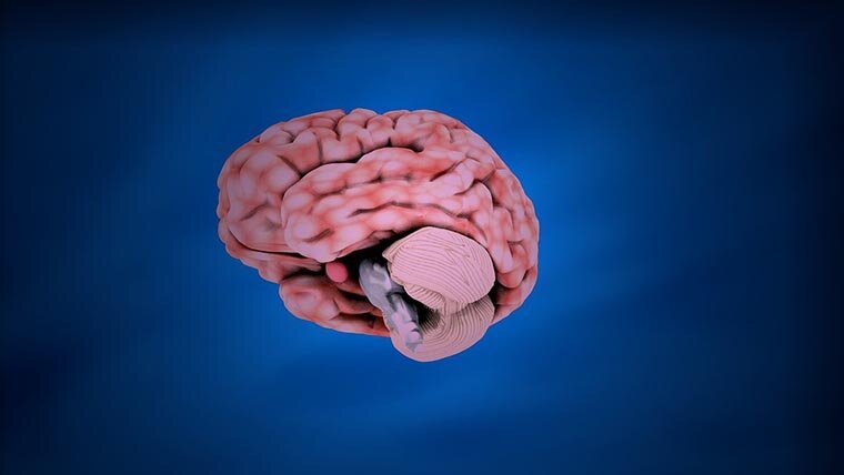 Мозг – самый сложный орган в теле человека, именно он даёт нам возможность мыслить