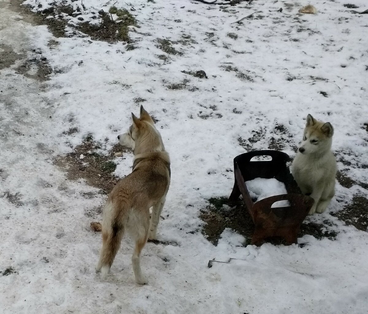 Скромненько так Эрнушка сидит. Но к мангалу поближе)