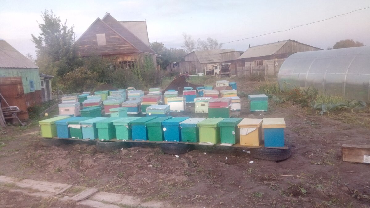 Вот так в 2019 ушли запасные матки в зиму. 