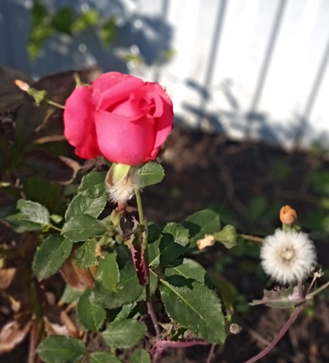 Роза чайно -гибридная Бургундия | Букет башкирских роз | Дзен
