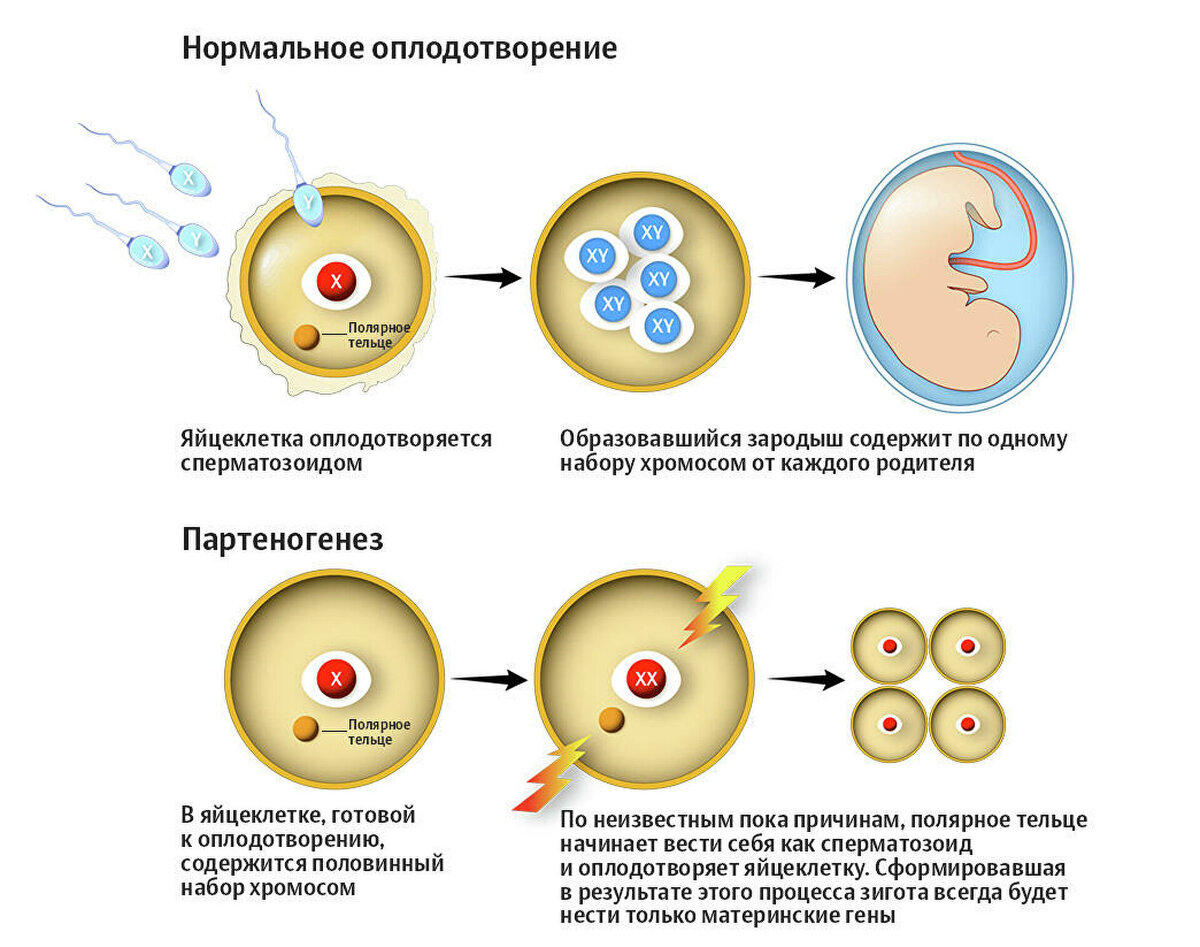 Как происходит оплодотворение фото