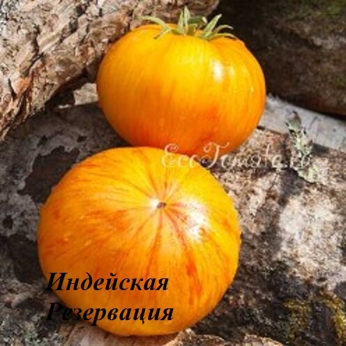 индейцы и томат. томат индейская резервация. томатиндийская резервация. томатиндийская резервация. томатиндийская резервация.