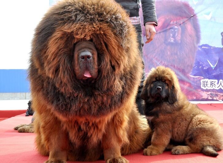 Лев из Тибетов