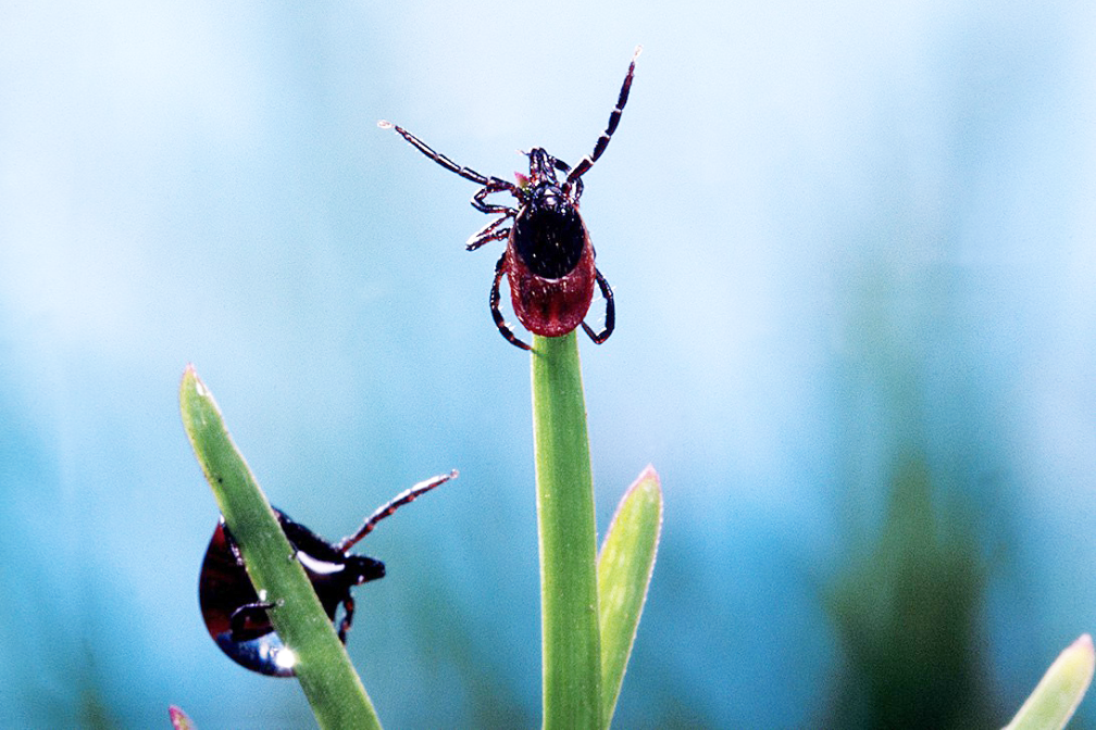 Клещ вытянул передние конечности в ожидании очередного носителя