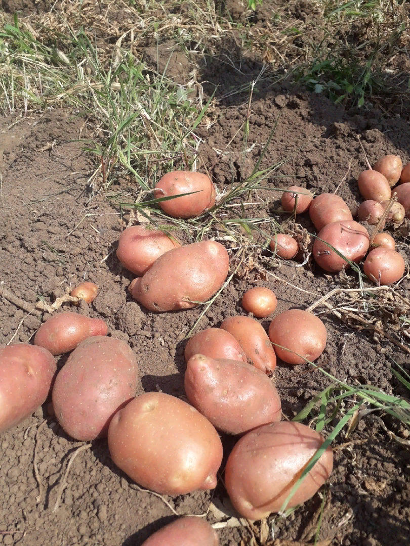 Картофель почему а. Чем полезна картошка для организма. Клубень картофеля. Характеристика картошки. Картофель почему а.