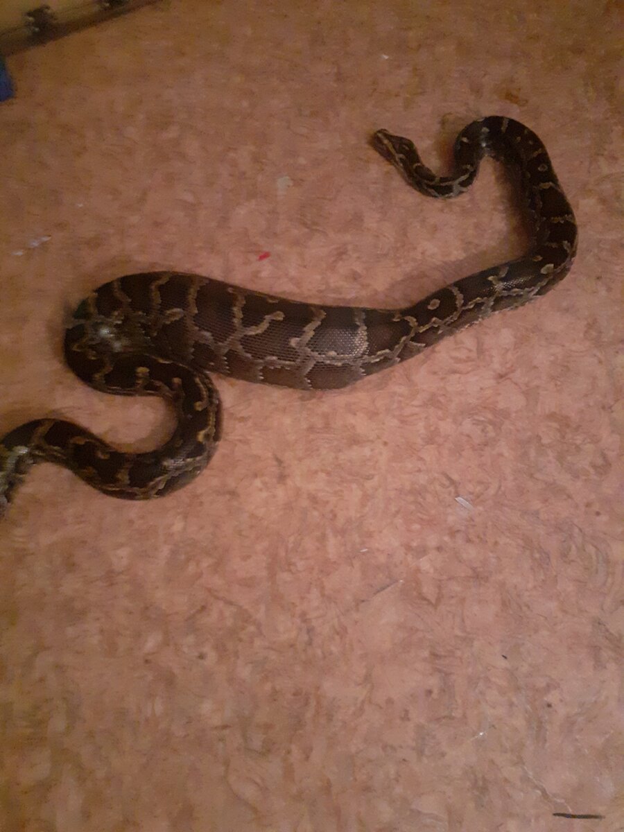 Поел, пожалуй полежу 