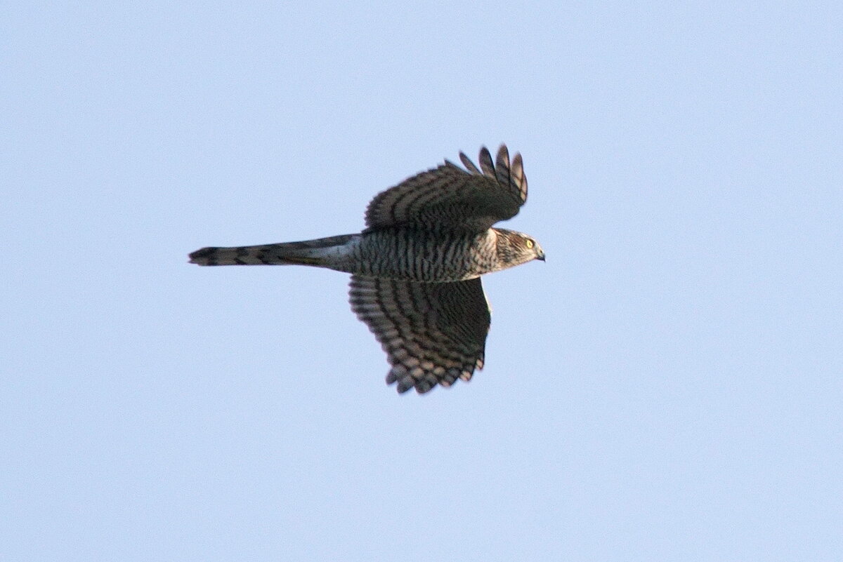 Ястреб-тетеревятник. Фото Н. Орлова.