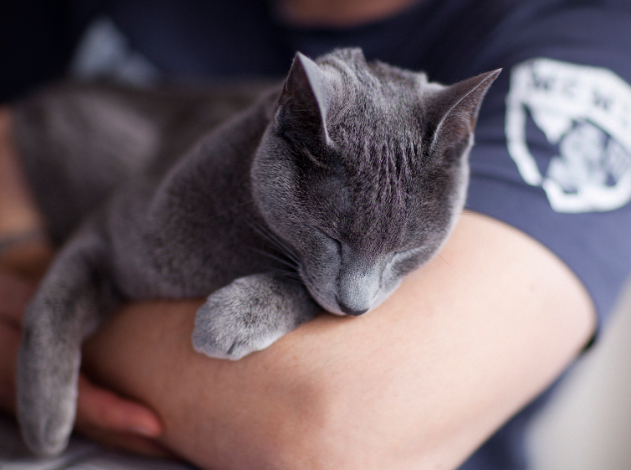 5 пород кошек, которые любят сидеть на руках | Pets2.me | Дзен