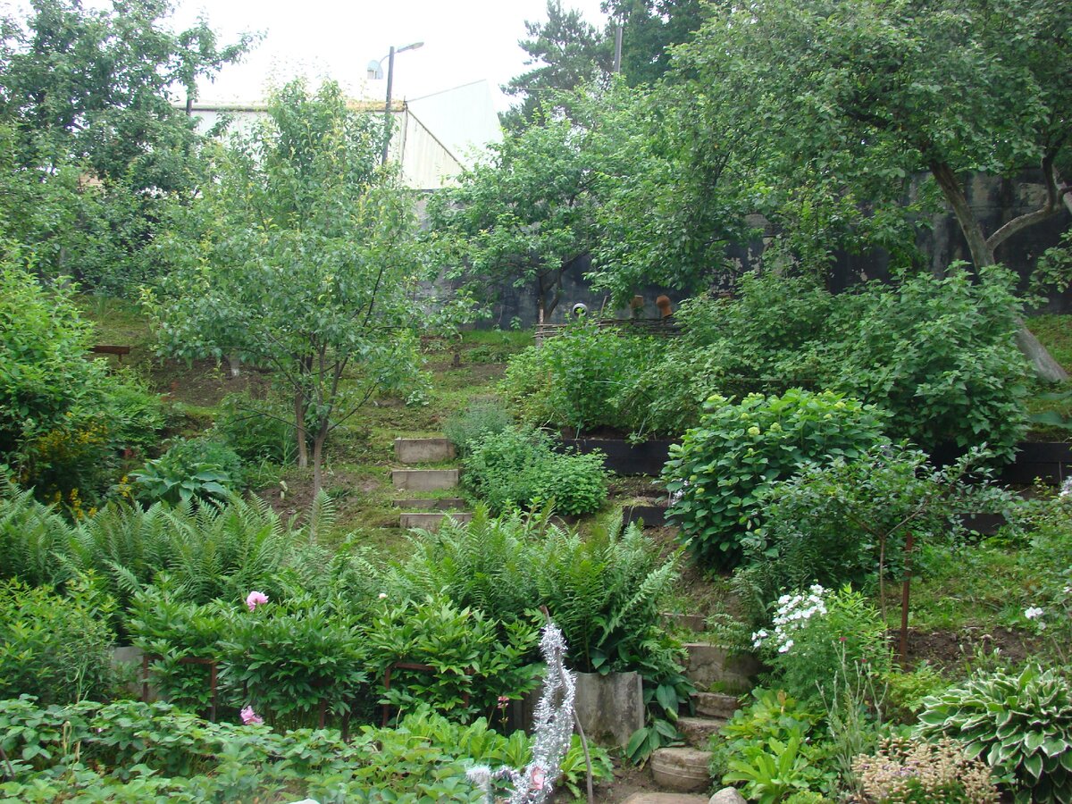 Над рядом пионов первый папоротниковый ряд моего сада. 