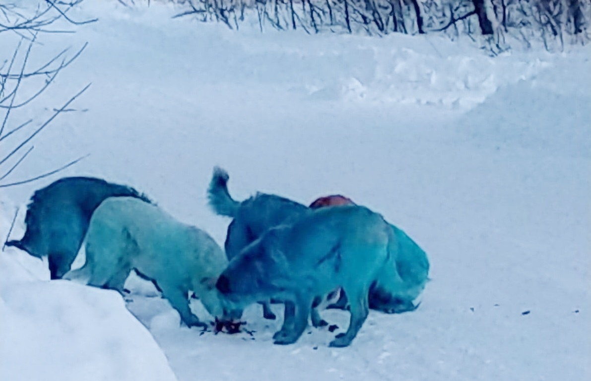 Почему собаки синие. Синие собаки в Дзержинске. Синие собаки из Дзержинска. Голубые собаки в Дзержинске. Синие собаки в Дзержинске Нижегородской области.