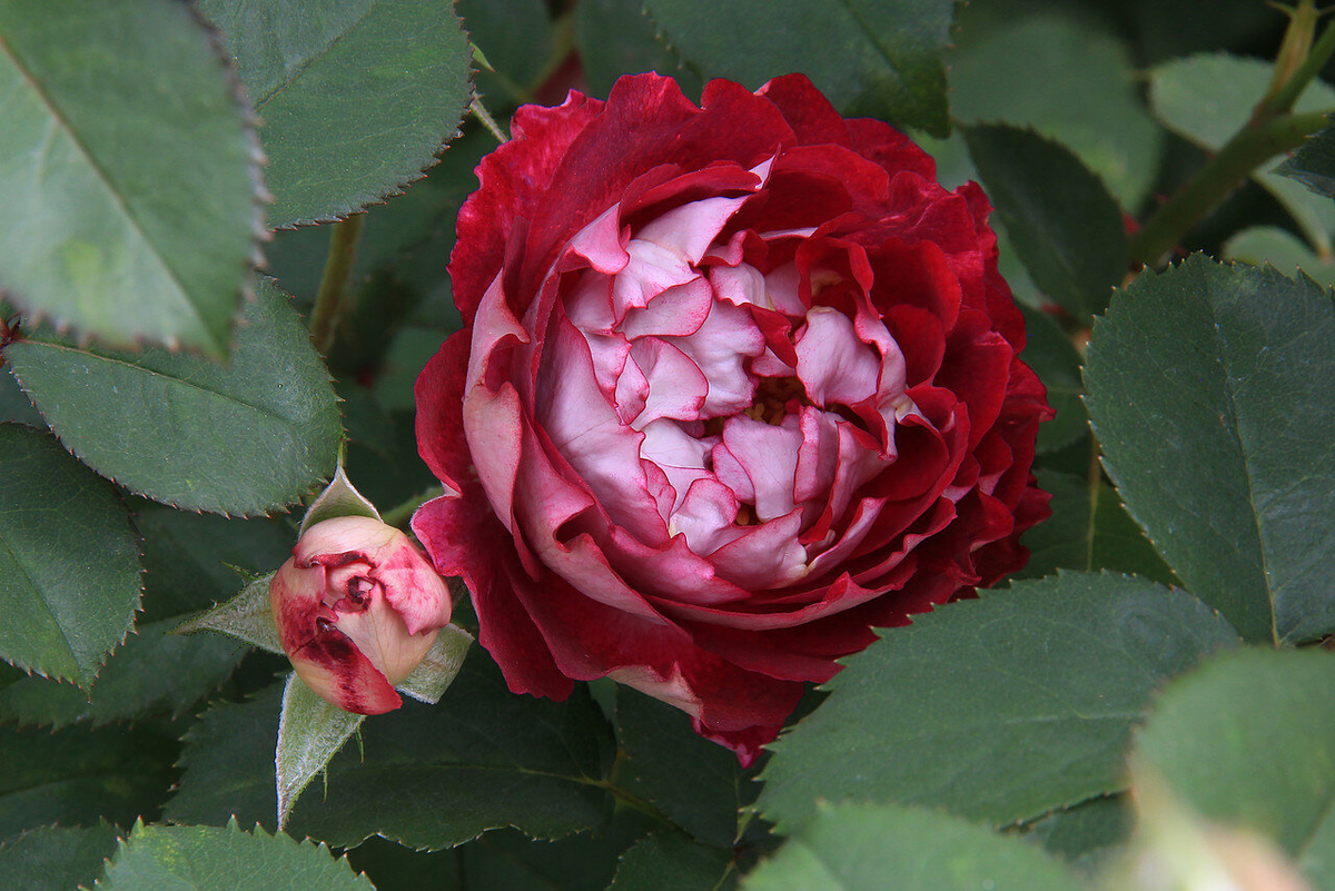 Роза docteurs Massad