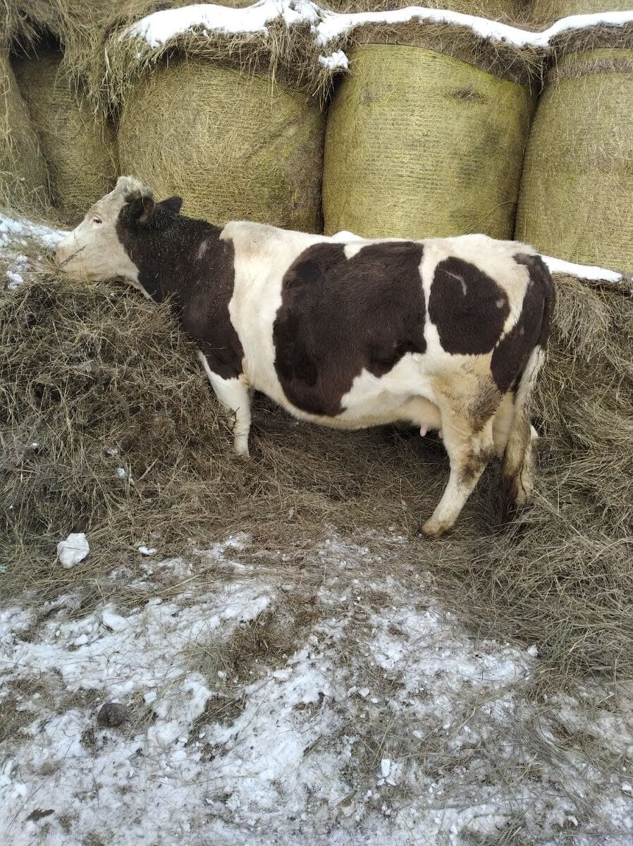 Моя любимая корова Марта