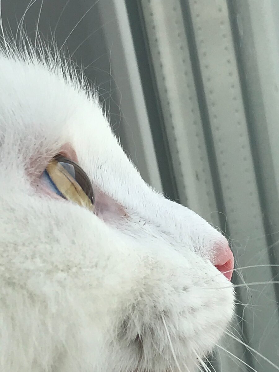 Очень хорошо видно переднюю камеру глаза котика