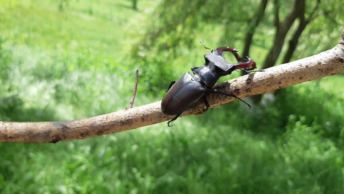 собственное фото из деревни