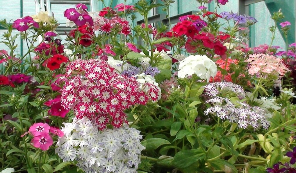 флокс однолетний, друммонда – phlox drummondii. флокс друммонда условия выращивания. флокс друммонда. флокс друммонда звездчатый. флокс друммонда однолетник.