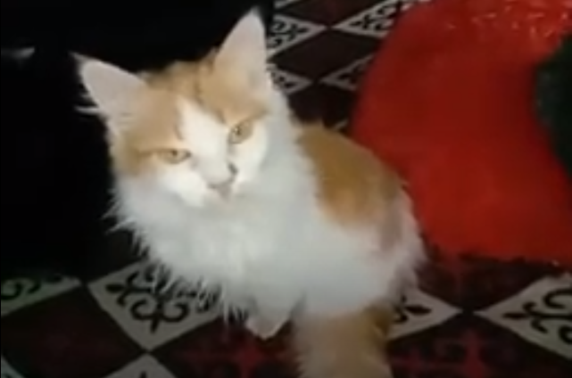 Повезло какому-то бездомному котику, и СЛАВА БОГУ.  Везде хватает животных, которые нуждаются в помощи.